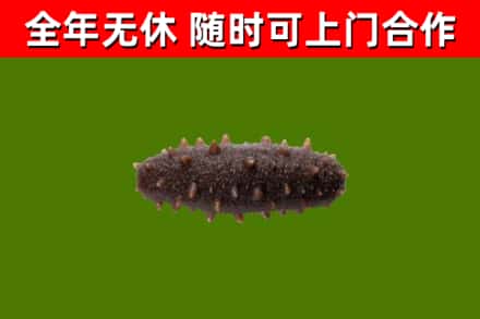 眉山烟酒回收干海参.jpg